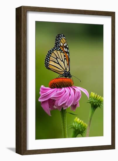 Monarch Butterfly and Flower-Lantern Press-Framed Art Print