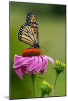 Monarch Butterfly and Flower-Lantern Press-Mounted Art Print