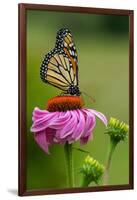 Monarch Butterfly and Flower-Lantern Press-Framed Art Print