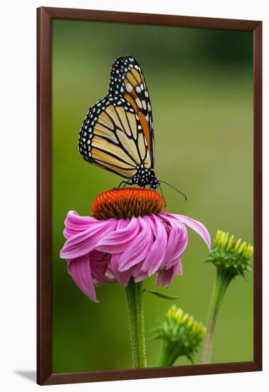 Monarch Butterfly and Flower-Lantern Press-Framed Art Print