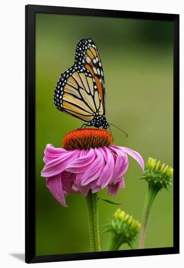 Monarch Butterfly and Flower-Lantern Press-Framed Art Print