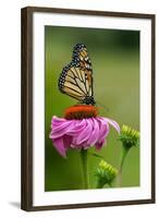 Monarch Butterfly and Flower-Lantern Press-Framed Art Print