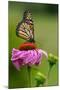 Monarch Butterfly and Flower-Lantern Press-Mounted Art Print