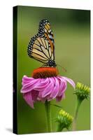 Monarch Butterfly and Flower-Lantern Press-Stretched Canvas