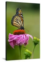 Monarch Butterfly and Flower-Lantern Press-Stretched Canvas