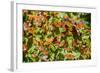 Monarch Butterfly Biosphere Reserve, Michoacan (Mexico)-Noradoa-Framed Photographic Print