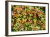 Monarch Butterfly Biosphere Reserve, Michoacan (Mexico)-Noradoa-Framed Photographic Print