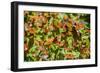 Monarch Butterfly Biosphere Reserve, Michoacan (Mexico)-Noradoa-Framed Photographic Print