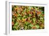 Monarch Butterfly Biosphere Reserve, Michoacan (Mexico)-Noradoa-Framed Photographic Print