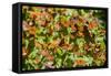 Monarch Butterfly Biosphere Reserve, Michoacan (Mexico)-Noradoa-Framed Stretched Canvas