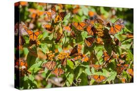 Monarch Butterfly Biosphere Reserve, Michoacan (Mexico)-Noradoa-Stretched Canvas