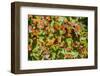 Monarch Butterfly Biosphere Reserve, Michoacan (Mexico)-Noradoa-Framed Photographic Print