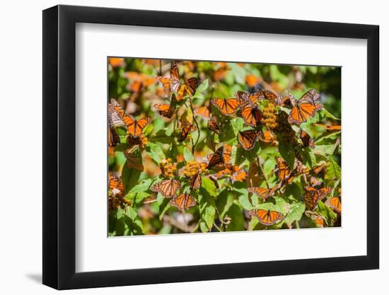 Monarch Butterfly Biosphere Reserve, Michoacan (Mexico)-Noradoa-Framed Photographic Print