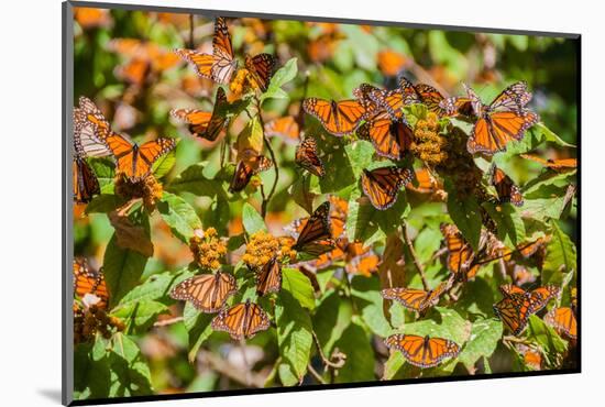 Monarch Butterfly Biosphere Reserve, Michoacan (Mexico)-Noradoa-Mounted Photographic Print