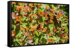 Monarch Butterfly Biosphere Reserve, Michoacan (Mexico)-Noradoa-Framed Stretched Canvas