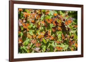 Monarch Butterfly Biosphere Reserve, Michoacan (Mexico)-Noradoa-Framed Photographic Print