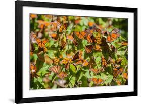 Monarch Butterfly Biosphere Reserve, Michoacan (Mexico)-Noradoa-Framed Photographic Print