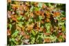 Monarch Butterfly Biosphere Reserve, Michoacan (Mexico)-Noradoa-Mounted Photographic Print