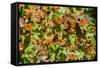 Monarch Butterfly Biosphere Reserve, Michoacan (Mexico)-Noradoa-Framed Stretched Canvas