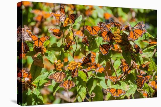 Monarch Butterfly Biosphere Reserve, Michoacan (Mexico)-Noradoa-Stretched Canvas