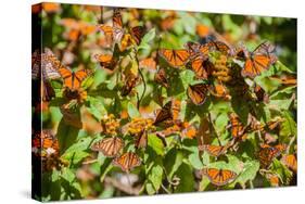 Monarch Butterfly Biosphere Reserve, Michoacan (Mexico)-Noradoa-Stretched Canvas