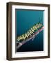 Monarch Butterfly Caterpillar, California, USA-David Northcott-Framed Photographic Print