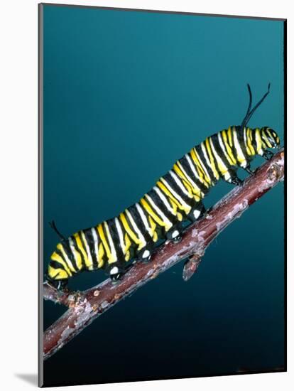 Monarch Butterfly Caterpillar, California, USA-David Northcott-Mounted Photographic Print