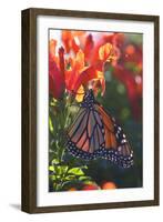 Monarch Butterfly Clings to a Red-Flowered Plant-null-Framed Photographic Print