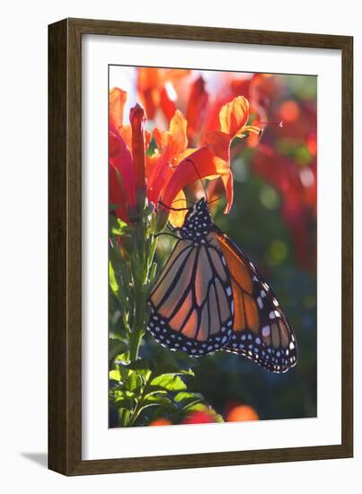 Monarch Butterfly Clings to a Red-Flowered Plant-null-Framed Photographic Print