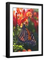 Monarch Butterfly Clings to a Red-Flowered Plant-null-Framed Photographic Print