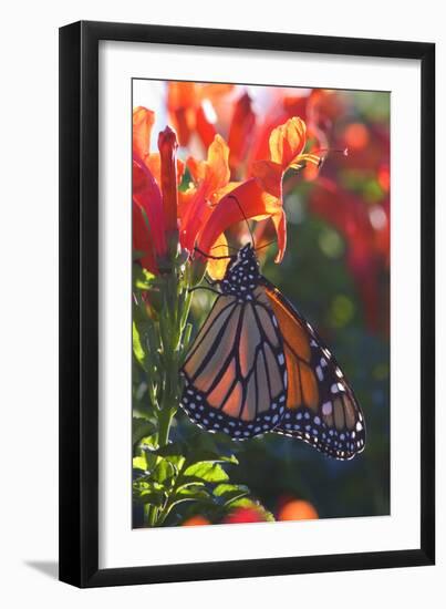 Monarch Butterfly Clings to a Red-Flowered Plant-null-Framed Photographic Print