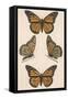 Monarch Butterfly (Danais Archippus)-null-Framed Stretched Canvas