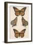 Monarch Butterfly (Danais Archippus)-null-Framed Art Print