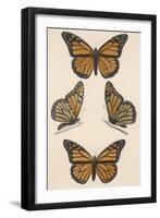 Monarch Butterfly (Danais Archippus)-null-Framed Art Print