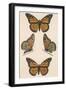 Monarch Butterfly (Danais Archippus)-null-Framed Art Print