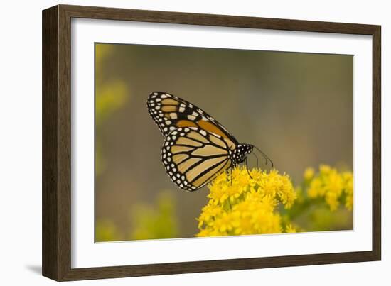 Monarch Butterfly (Danaus plexippus) adult, feeding at flowers, Cape May, New Jersey-Robin Chittenden-Framed Photographic Print