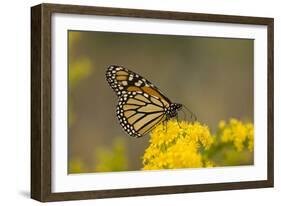 Monarch Butterfly (Danaus plexippus) adult, feeding at flowers, Cape May, New Jersey-Robin Chittenden-Framed Photographic Print