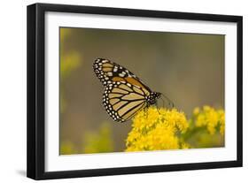 Monarch Butterfly (Danaus plexippus) adult, feeding at flowers, Cape May, New Jersey-Robin Chittenden-Framed Photographic Print