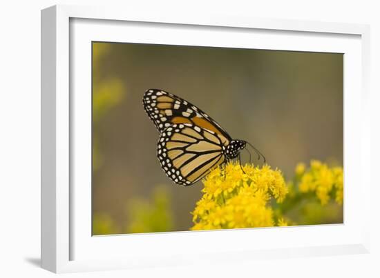 Monarch Butterfly (Danaus plexippus) adult, feeding at flowers, Cape May, New Jersey-Robin Chittenden-Framed Photographic Print