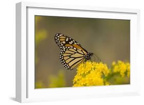 Monarch Butterfly (Danaus plexippus) adult, feeding at flowers, Cape May, New Jersey-Robin Chittenden-Framed Photographic Print