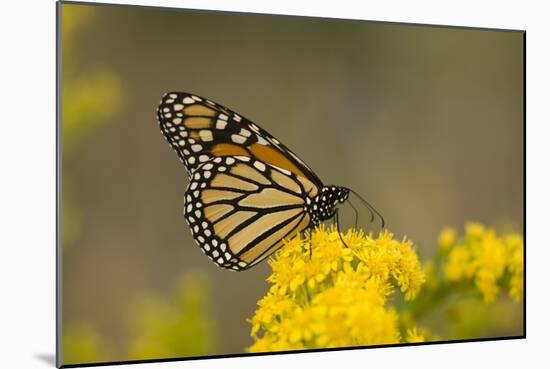 Monarch Butterfly (Danaus plexippus) adult, feeding at flowers, Cape May, New Jersey-Robin Chittenden-Mounted Photographic Print