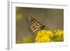 Monarch Butterfly (Danaus plexippus) adult, feeding at flowers, Cape May, New Jersey-Robin Chittenden-Framed Photographic Print
