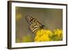 Monarch Butterfly (Danaus plexippus) adult, feeding at flowers, Cape May, New Jersey-Robin Chittenden-Framed Photographic Print