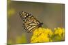 Monarch Butterfly (Danaus plexippus) adult, feeding at flowers, Cape May, New Jersey-Robin Chittenden-Mounted Photographic Print