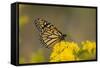 Monarch Butterfly (Danaus plexippus) adult, feeding at flowers, Cape May, New Jersey-Robin Chittenden-Framed Stretched Canvas