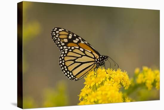 Monarch Butterfly (Danaus plexippus) adult, feeding at flowers, Cape May, New Jersey-Robin Chittenden-Stretched Canvas