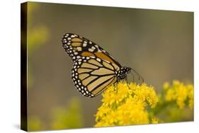 Monarch Butterfly (Danaus plexippus) adult, feeding at flowers, Cape May, New Jersey-Robin Chittenden-Stretched Canvas