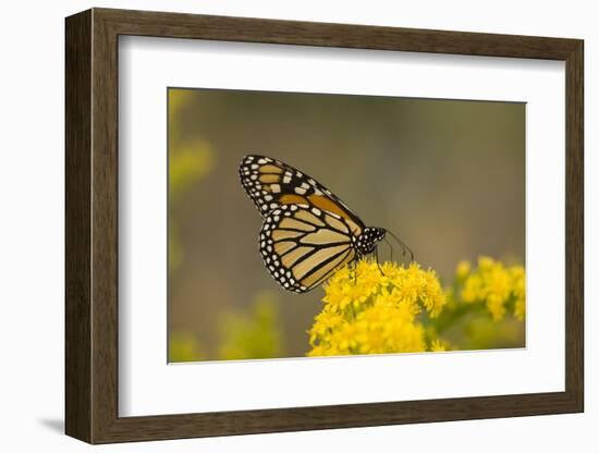 Monarch Butterfly (Danaus plexippus) adult, feeding at flowers, Cape May, New Jersey-Robin Chittenden-Framed Photographic Print