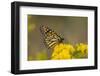 Monarch Butterfly (Danaus plexippus) adult, feeding at flowers, Cape May, New Jersey-Robin Chittenden-Framed Photographic Print