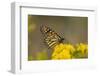 Monarch Butterfly (Danaus plexippus) adult, feeding at flowers, Cape May, New Jersey-Robin Chittenden-Framed Photographic Print